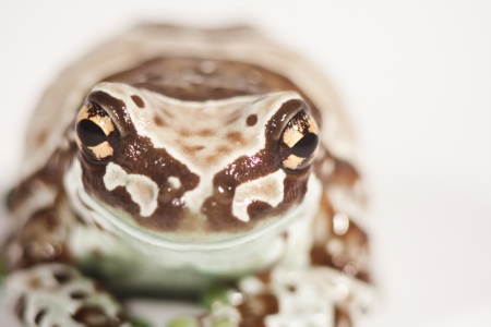Amazon Milk Frog, Trachycephalus resinifictrix, in front of white background
