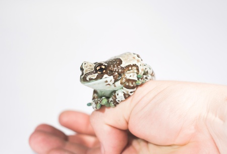 Amazon Milk Frog, Trachycephalus resinifictrix, in front of white backgroundの写真素材