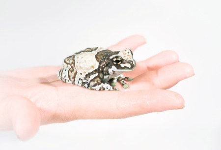 Amazon Milk Frog, Trachycephalus resinifictrix, in front of white backgroundの写真素材