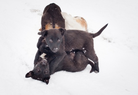 Lonely black puppy on roadの写真素材
