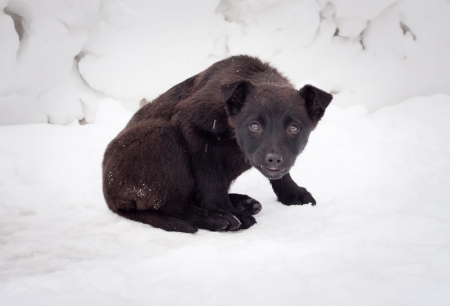 Lonely black puppy on roadの写真素材