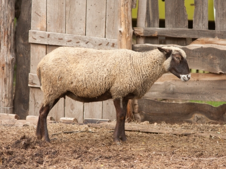 Sheep on a farm の写真素材