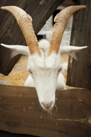 Portrait of a funny goat looking to  cameraの写真素材