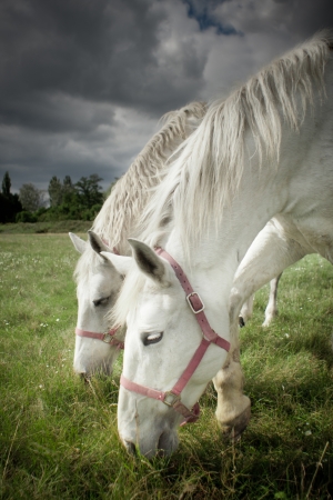 Two horses grazing in a fieldの写真素材