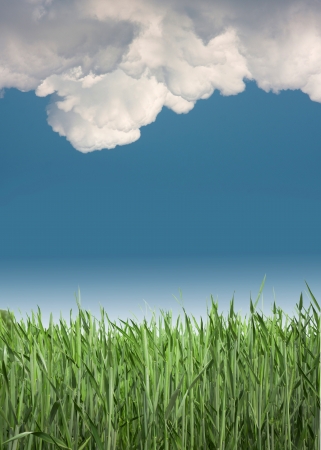 Fresh green grass with cloudsの写真素材