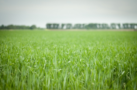 Wheat field over blue sky in summertime.の写真素材