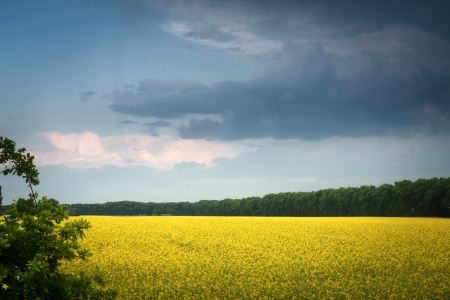 field of rapeseed with  cloud - plant for green energyの写真素材