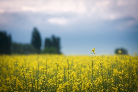 field of rapeseed with  cloud - plant for green energyの写真素材