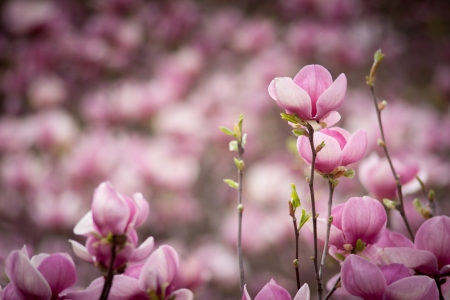 Blossoming of magnolia flowers in spring timeの写真素材