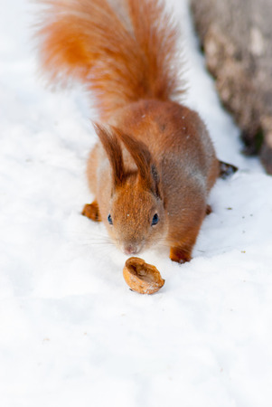Red squirrel on the snow  taken in Kyiv, Ukraine, in winterの写真素材