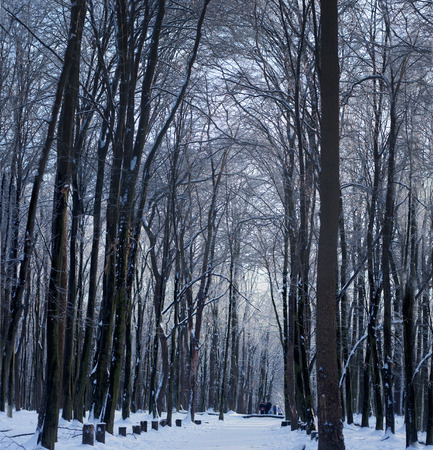 Winter magic frosty cold january christmas sceneの写真素材