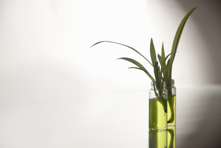 Green plant in laboratory  on white backgroundの写真素材