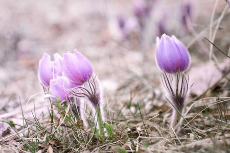 beautiful flower Pulsatilla patens.の写真素材