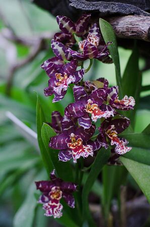 Orchids close up at botanical gardenの写真素材