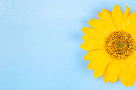 Yellow sunflower macro shot on blue background