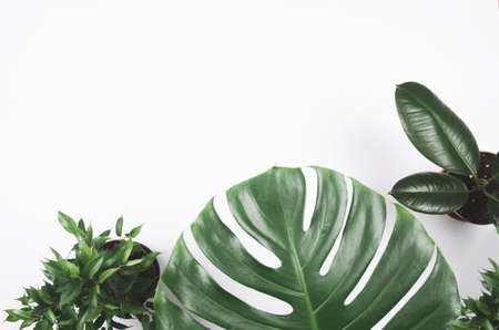 Exotic tropical plant frame with monstera and ficus on white background