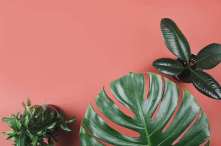 Exotic tropical plant frame with monstera and ficus on red backgroundの写真素材