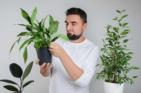 Handsome bearded man holding houseplant with peace lily pot in hands and smilingの写真素材