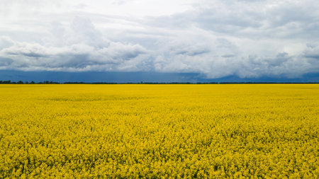 field of yellow rape against the blue skyの写真素材