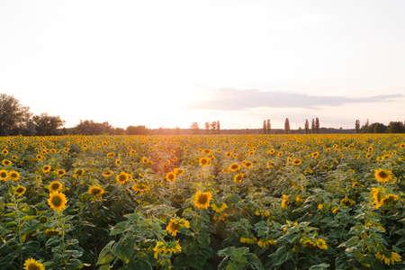 AERIAL view flowering sunflower field plant in sunsetの写真素材