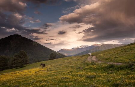 Two horses in mountainsの写真素材