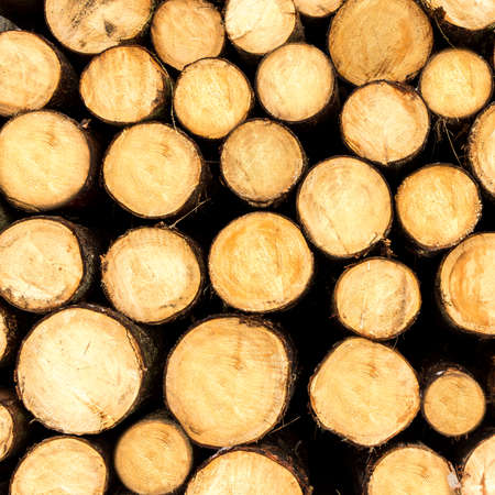 chopped trees on a stackの写真素材