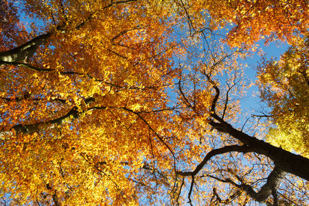 Golden colorful trees and a dark blue sky representing the colors of autumn   fall