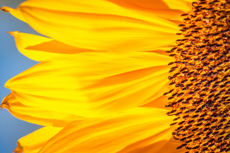 Close up of a sunflower with a dark blue skyの写真素材