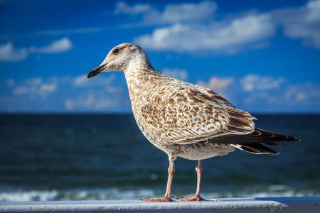 seagull turning the head selective focusの写真素材