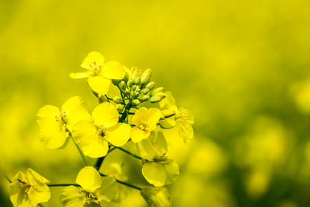 close up of a rape seed with selective focusの写真素材