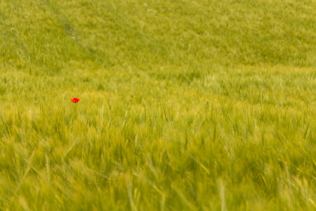 color contrast between poppy and green field with a lot of copy spaceの写真素材