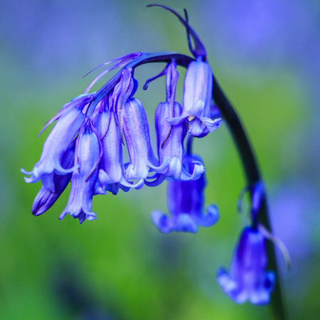 Blue Bell with soft and blurry green backgroundの写真素材