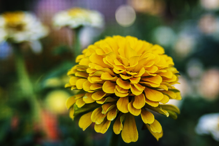 Yellow flower Zinnia in the garden on the background of other flowersの写真素材