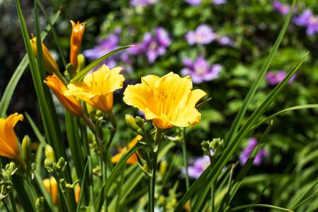 Opened yellow daylily in the garden at noon, against a background of other flowers.の写真素材