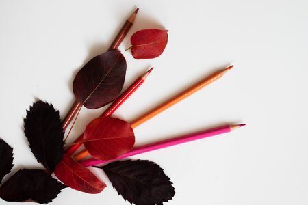 Four pencils - brown, red, orange and pink lie on a white background. They are covered with autumn leaves.の写真素材