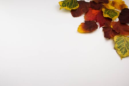 Red, yellow and green autumn leaves on a white background. View from above.の写真素材