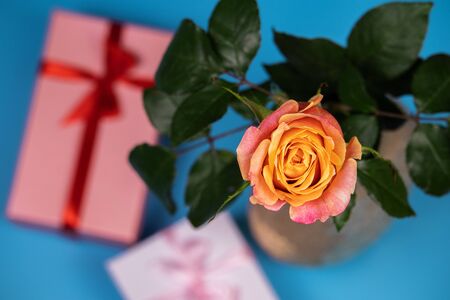 On a blue background in a vase is a tea rose. Near the vase, gift boxes tied with ribbon.の写真素材