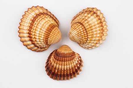 On a white background in the center of the photo are three seashells in a semicircle. They are...