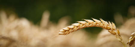Banner with bread harvesting concept. A close-up of a wheat spike that bent down on a blurred...