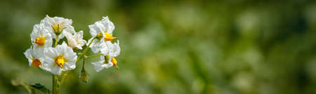 A wide banner with potato flowers, white with orange hearts, a close-up against a backdrop of...