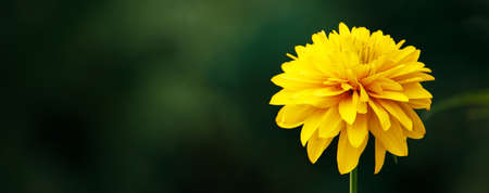 The golden ball of rudbekia laciniata close-up on a blurry green background with a place for...