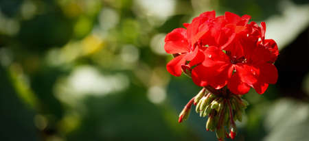 A close-up of the red pelargonia flower hat on the right side of the photo on a green background....