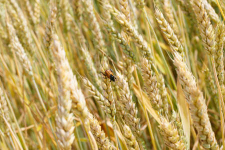 Harvest conservation concept. A brown insect crawls down the stalk of the spikelet. Photo with...