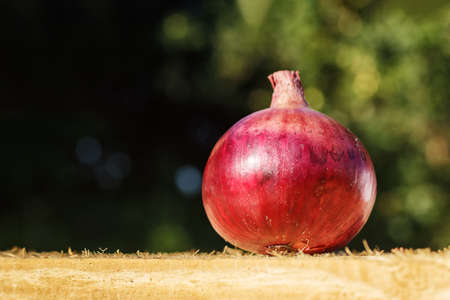 The onion is purple-colored in the garden, on a wooden board with natural light. The concept of...