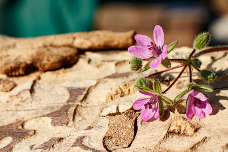 Three little purple flowers on the trunk of an old tree.の写真素材
