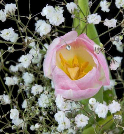 pink tulipの写真素材