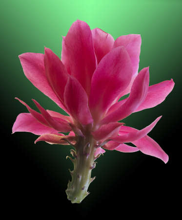 Christmas Cactus (schlumbergera)の写真素材