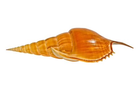 sea shell tibia 