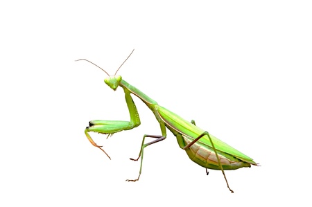 praying mantis sitting on a  white  background, closeup