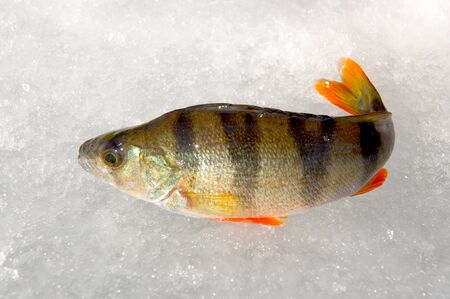 Winter fishing. Just trapped fish lies on ice.の写真素材